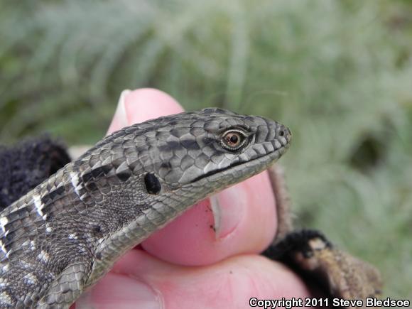 San Diego Alligator Lizard (Elgaria multicarinata webbii)