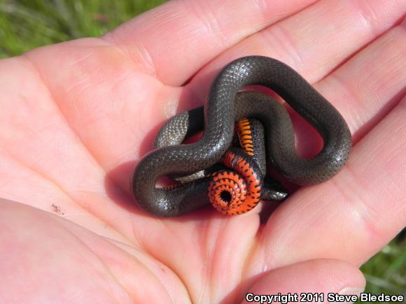 San Diego Ring-necked Snake (Diadophis punctatus similis)