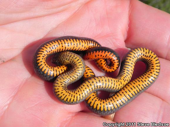 San Diego Ring-necked Snake (Diadophis punctatus similis)