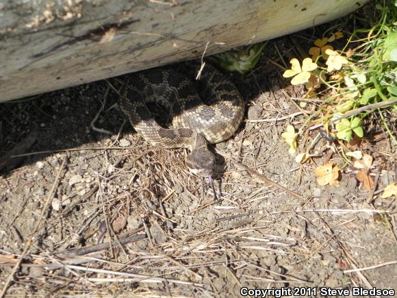 Southern Pacific Rattlesnake (Crotalus oreganus helleri)