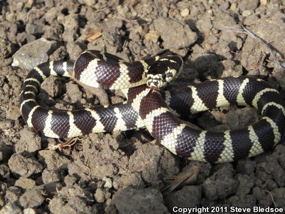 California Kingsnake (Lampropeltis getula californiae)