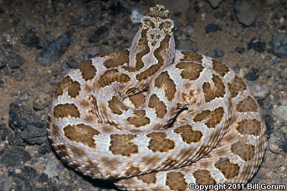 Desert Massasauga (Sistrurus catenatus edwardsii)