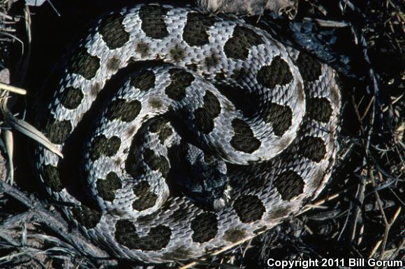 Desert Massasauga (Sistrurus catenatus edwardsii)