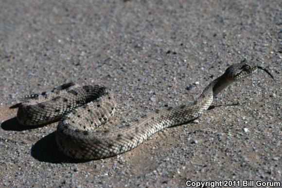 Colorado Desert Sidewinder (Crotalus cerastes laterorepens)