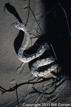 Colorado Desert Sidewinder (Crotalus cerastes laterorepens)