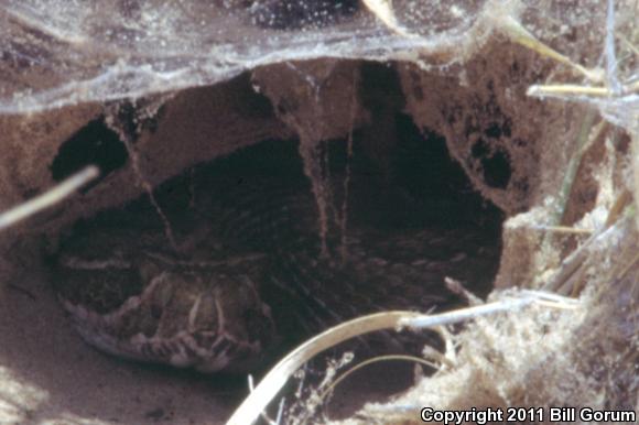 Prairie Rattlesnake (Crotalus viridis)