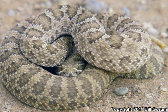 Prairie Rattlesnake (Crotalus viridis)