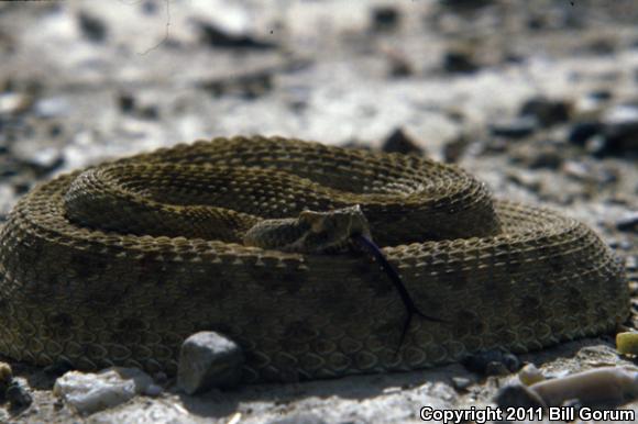 Prairie Rattlesnake (Crotalus viridis)