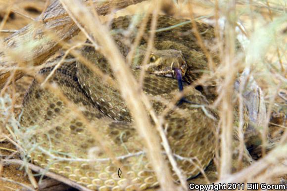 Prairie Rattlesnake (Crotalus viridis)