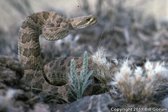 Prairie Rattlesnake (Crotalus viridis)