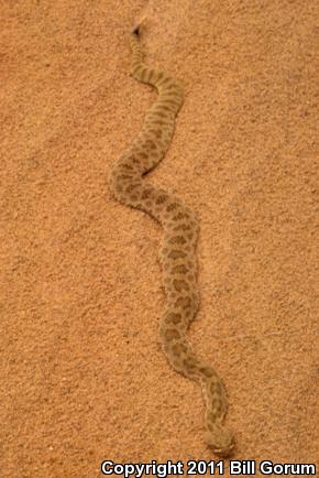 Prairie Rattlesnake (Crotalus viridis)