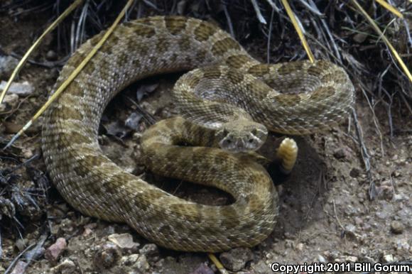 Prairie Rattlesnake (Crotalus viridis)