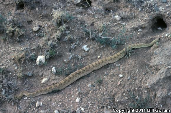 Prairie Rattlesnake (Crotalus viridis)