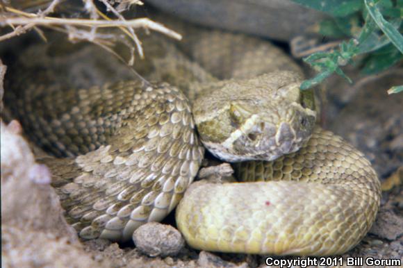 Prairie Rattlesnake (Crotalus viridis)