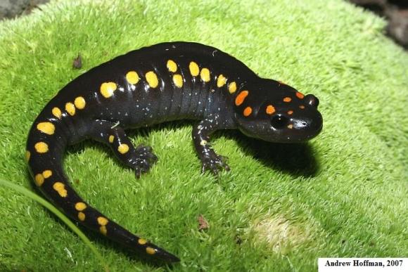 Spotted Salamander (Ambystoma maculatum)