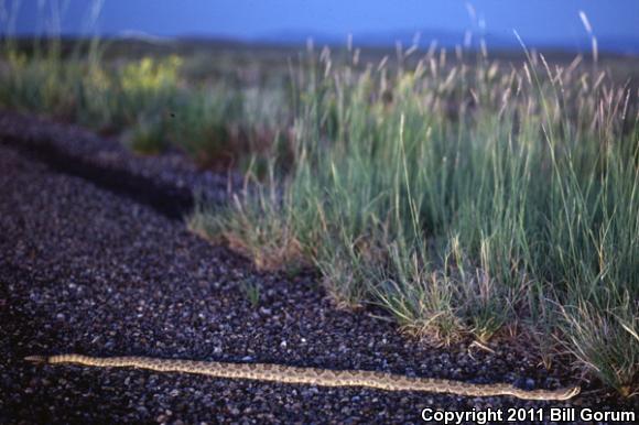 Prairie Rattlesnake (Crotalus viridis)