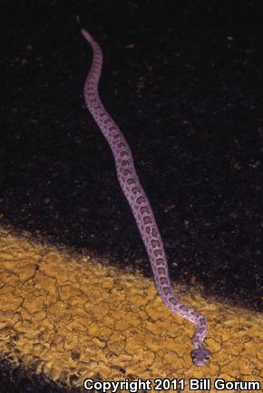 Prairie Rattlesnake (Crotalus viridis)