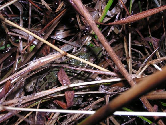 Southern Leopard Frog (Lithobates sphenocephalus utricularius)