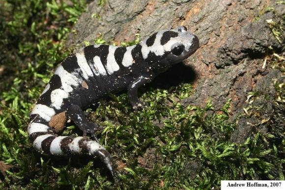 Marbled Salamander (Ambystoma opacum)