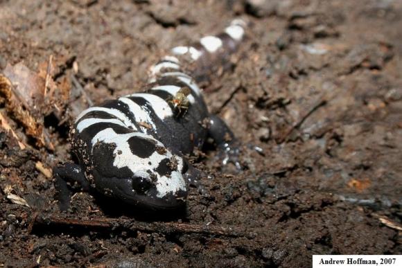 Marbled Salamander (Ambystoma opacum)