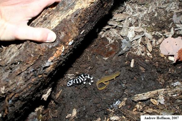 Marbled Salamander (Ambystoma opacum)