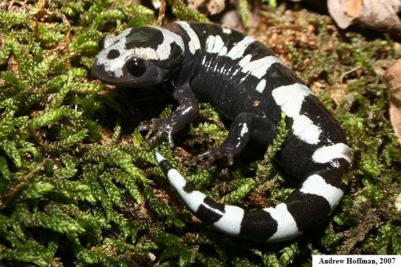 Marbled Salamander (Ambystoma opacum)