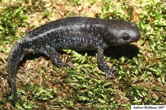 Mole Salamander (Ambystoma talpoideum)