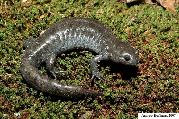 Small-mouthed Salamander (Ambystoma texanum)