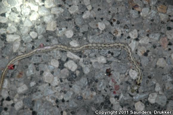 Checkered Gartersnake (Thamnophis marcianus marcianus)