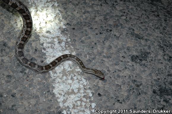 Great Plains Ratsnake (Pantherophis emoryi)