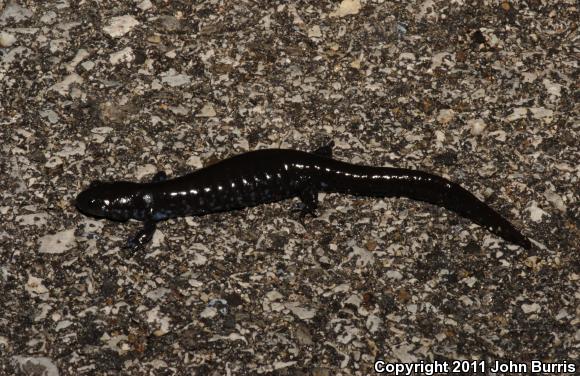 Blue-spotted Salamander (Ambystoma laterale)