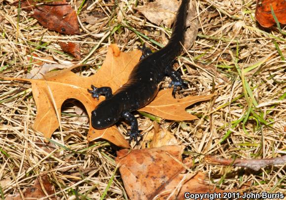 Blue-spotted Salamander (Ambystoma laterale)