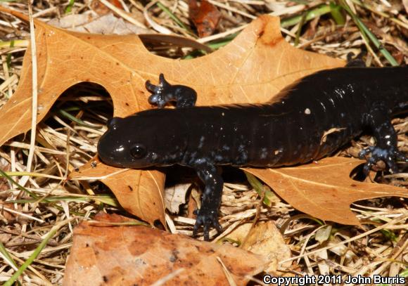 Blue-spotted Salamander (Ambystoma laterale)