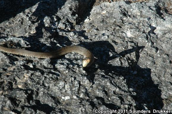 Blotched Watersnake (Nerodia erythrogaster transversa)