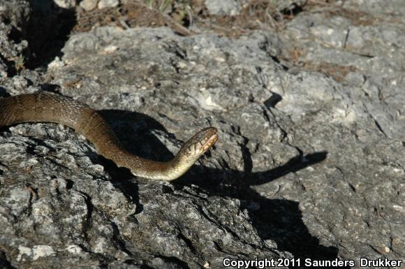 Blotched Watersnake (Nerodia erythrogaster transversa)