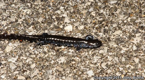 Blue-spotted Salamander (Ambystoma laterale)