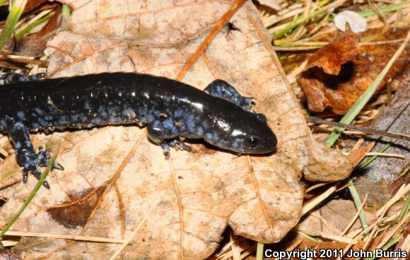 Blue-spotted Salamander (Ambystoma laterale)