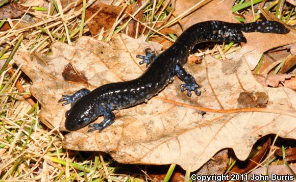 Blue-spotted Salamander (Ambystoma laterale)