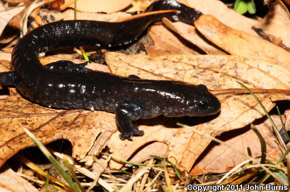 Blue-spotted Salamander (Ambystoma laterale)