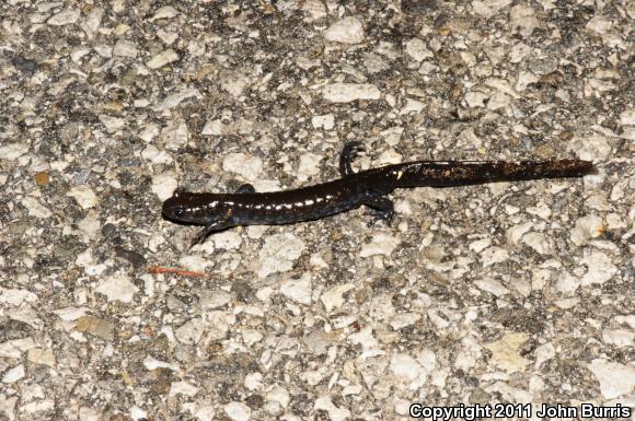 Blue-spotted Salamander (Ambystoma laterale)