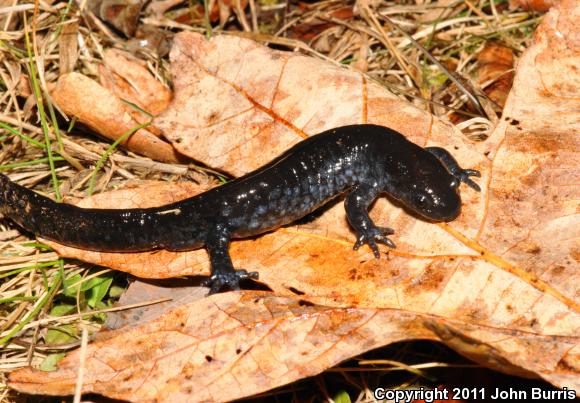 Blue-spotted Salamander (Ambystoma laterale)