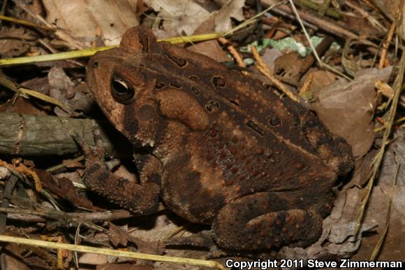 Eastern American Toad (Anaxyrus americanus americanus)