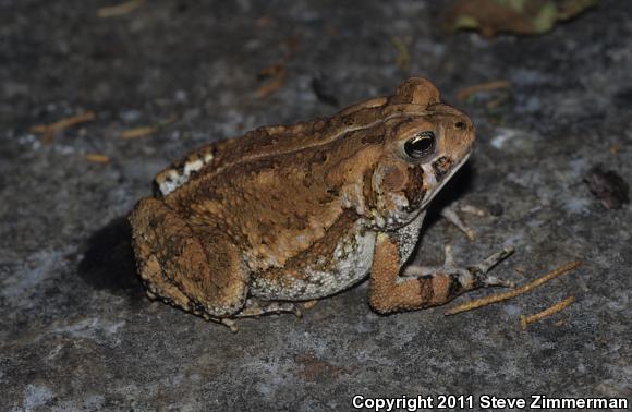 American Toad (Anaxyrus americanus)