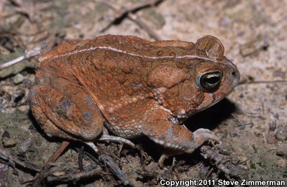 Eastern American Toad (Anaxyrus americanus americanus)