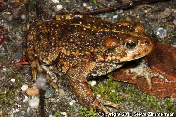 Boreal Toad (Anaxyrus boreas boreas)