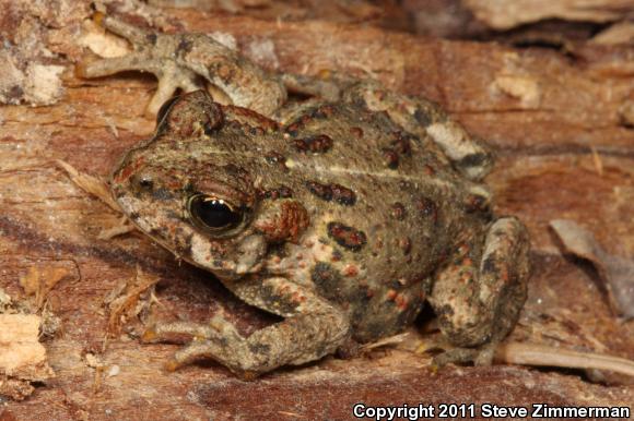 Boreal Toad (Anaxyrus boreas boreas)