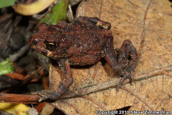 Boreal Toad (Anaxyrus boreas boreas)