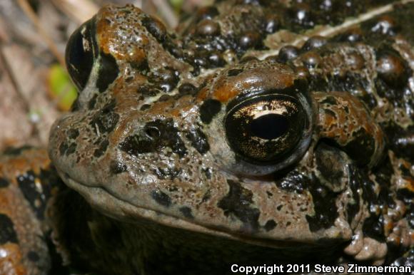 Boreal Toad (Anaxyrus boreas boreas)