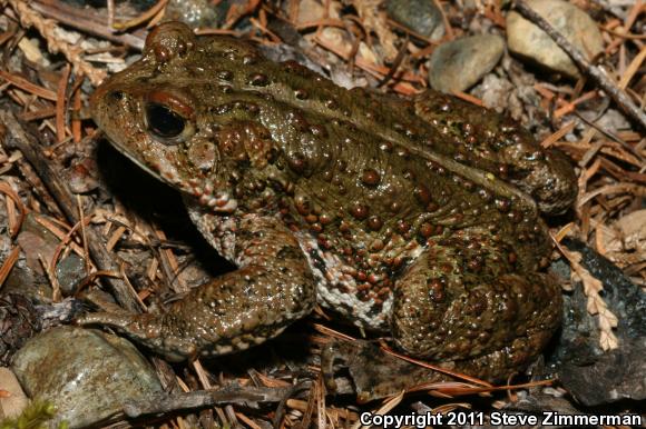 Boreal Toad (Anaxyrus boreas boreas)