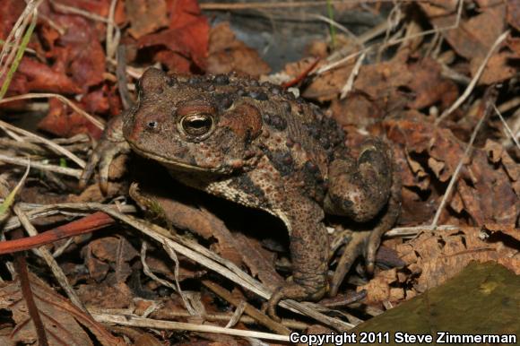 Boreal Toad (Anaxyrus boreas boreas)